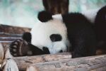 熊猫图片素材