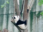 熊猫图片