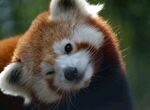 熊猫素材图