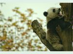 熊猫图片素材