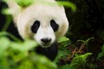 熊猫panda图片
