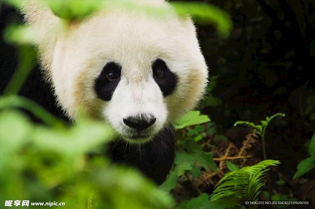 熊猫panda图片