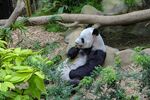 熊猫图片