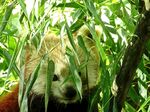 panda熊猫图片