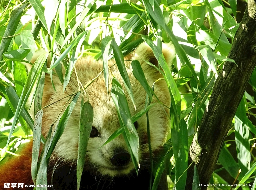 panda熊猫图片