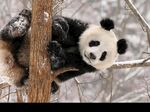 熊猫图片