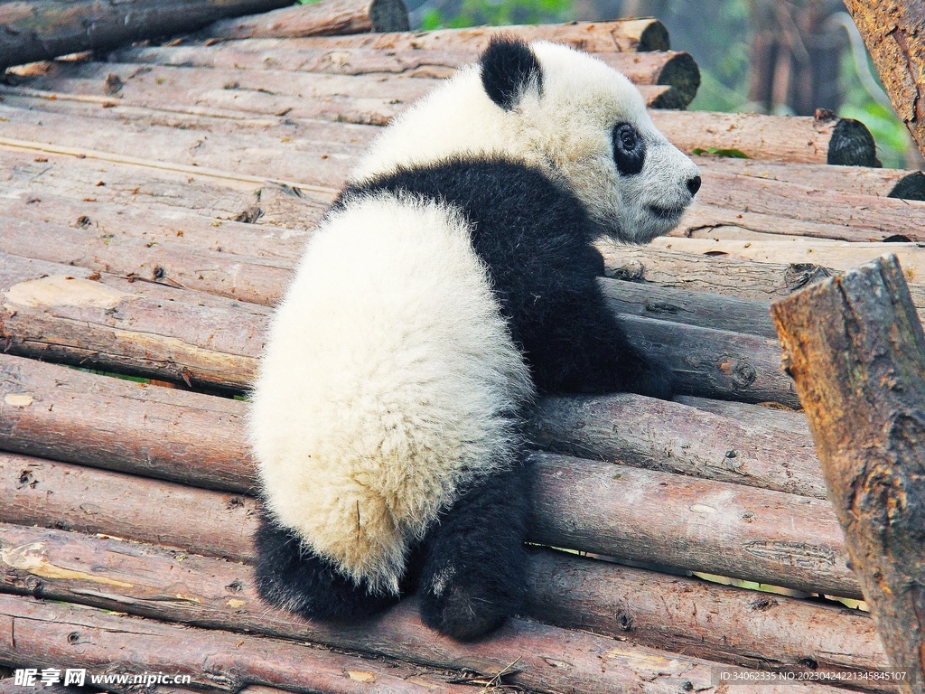 熊猫panda图片