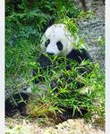 熊猫panda图片
