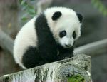 熊猫图片素材