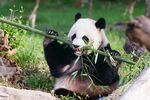 熊猫图片