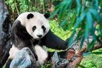 熊猫panda图片