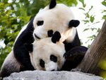 熊猫图片素材