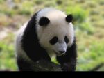 熊猫图片素材