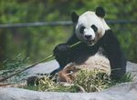 熊猫panda图片