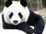 熊猫图片