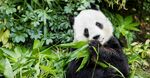熊猫图片