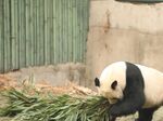 熊猫panda图片