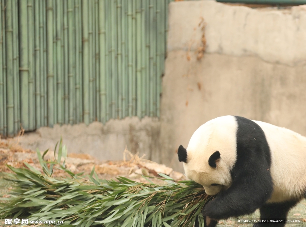 熊猫panda图片