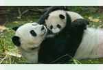 熊猫图片
