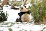 panda熊猫图片