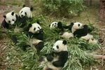 熊猫图片