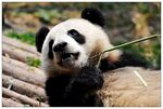熊猫图片