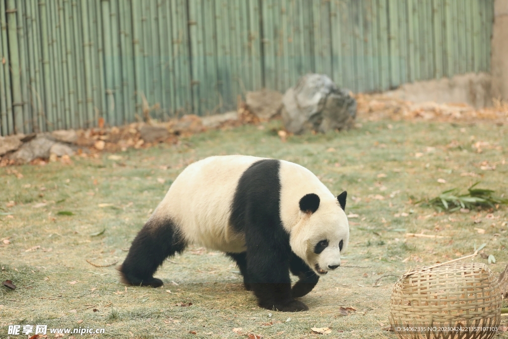 熊猫panda图片