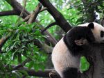 熊猫panda图片