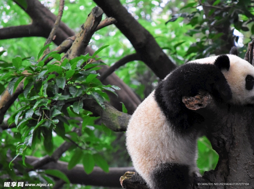 熊猫panda图片