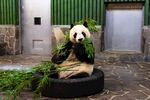 熊猫图片