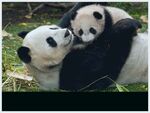 熊猫panda图片