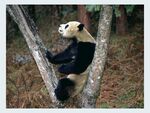 熊猫图片素材