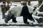 熊猫图片