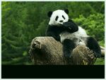 熊猫图片素材