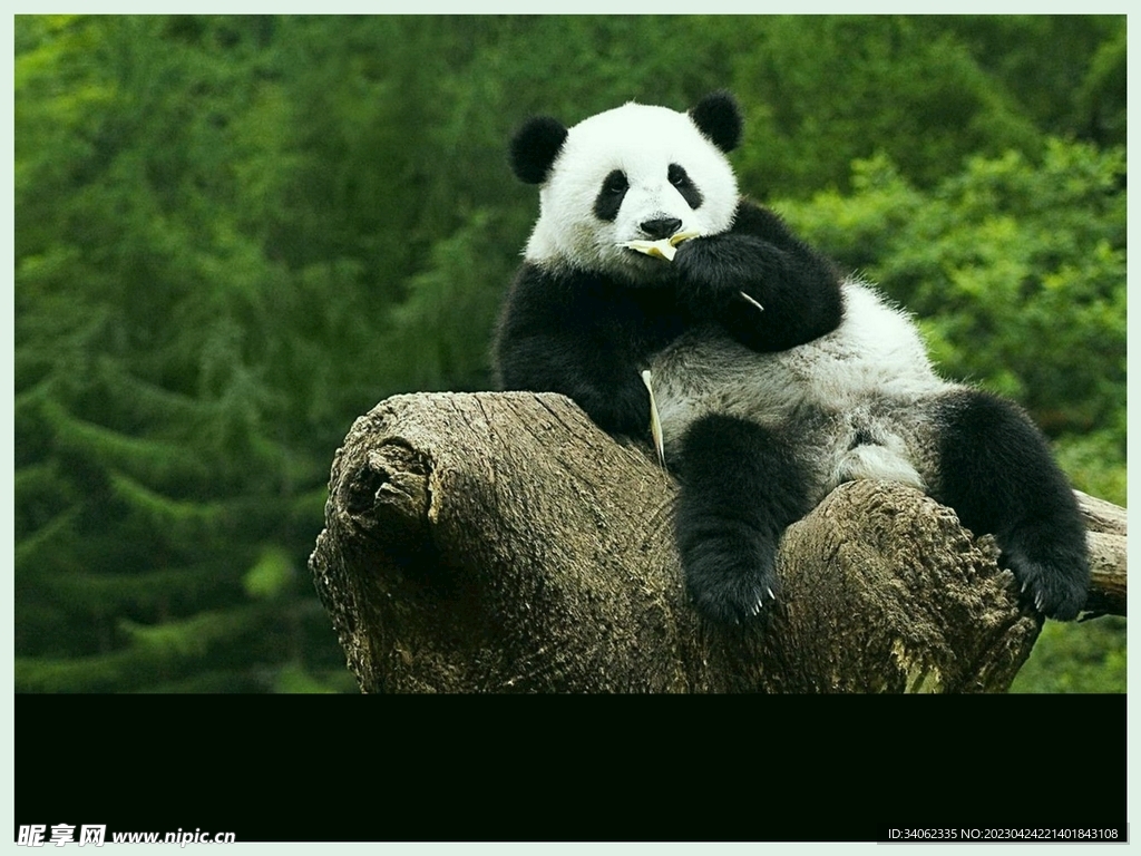熊猫图片素材