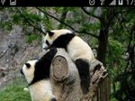 熊猫图