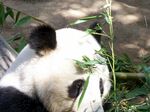 熊猫素材图