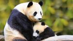 panda熊猫图片