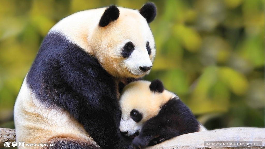 panda熊猫图片