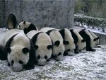 熊猫panda图片