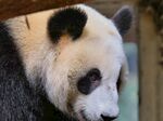 熊猫图片素材