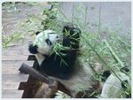 熊猫图片