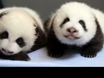 熊猫panda图片