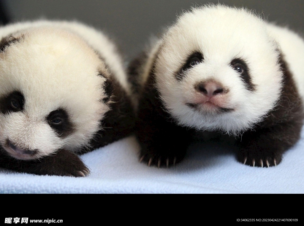 熊猫panda图片