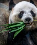 熊猫图片素材