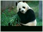 熊猫图片