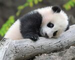 熊猫图片素材