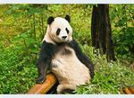 panda熊猫图片