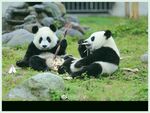 熊猫图片