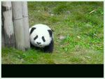 熊猫图片素材